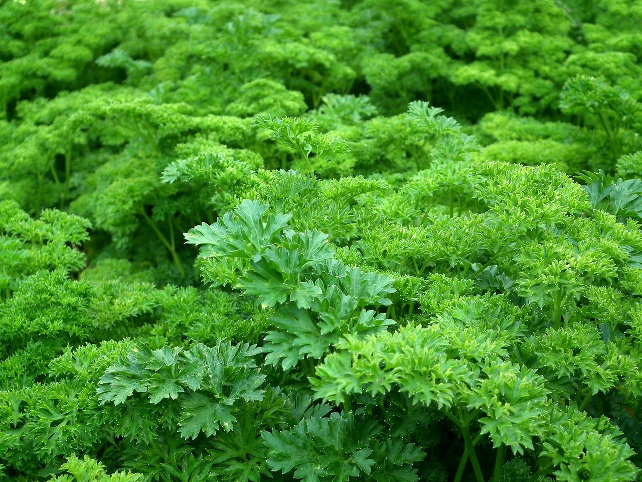 entdecken sie saisonale zutaten: frische, regionale produkte, die ihren gerichten das ganze jahr über besonderen geschmack und qualität verleihen. erfahren sie mehr über saisonales kochen!